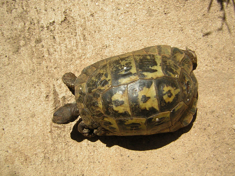 Testudo graeca nabeulensis